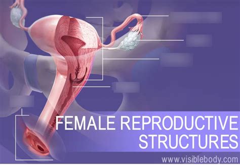 Image result for Female Reproductive System Diagram Fertilization