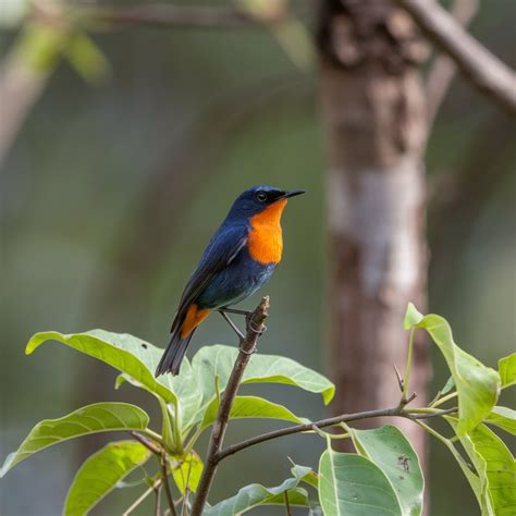19 Orange Belly Bird Species of the World: The Ultimate Symbol of ...