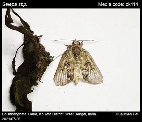 Selepa spp. Moore, [1858] - | Moths
