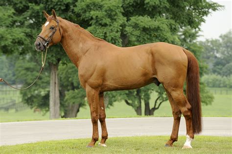 Selle Francais Horse