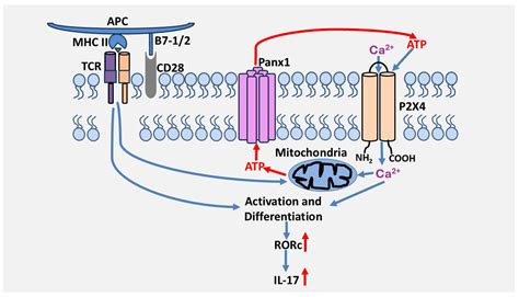Role of Nucleotide P2 Receptors in the Immune System: Focus on Effector ...
