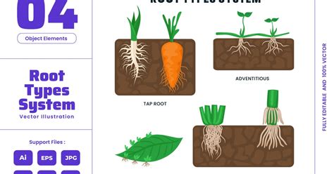 Image result for The Three Types of Root