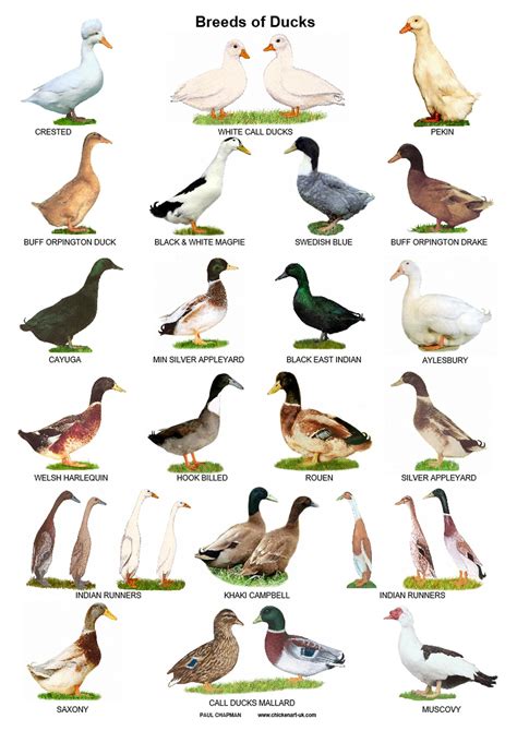 What Is A Ducks Name at Kenneth Isaiah blog