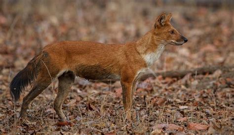 World Dhole Day 2023: India, Nepal, Bhutan and Thailand doing well on ...