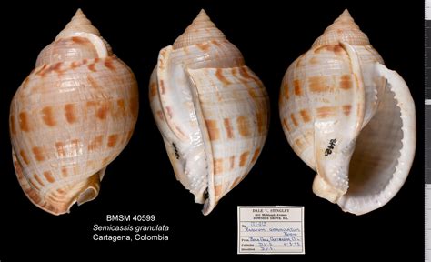 Shell of the Week: The Scotch Bonnet, Redux - Bailey-Matthews National ...