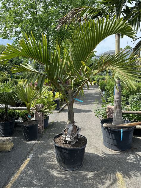 Bottle Palm (Rental) | Cerbo's Parsippany Greenhouse & Garden Center