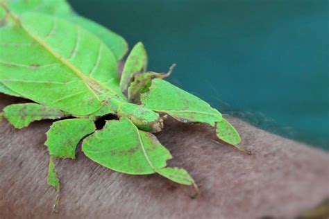 Insect Life Cycle 的图像结果