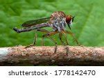 Image result for Alien Seal Liquid