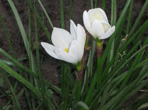 Prayer : spiritual meaning of flower by The Mother
