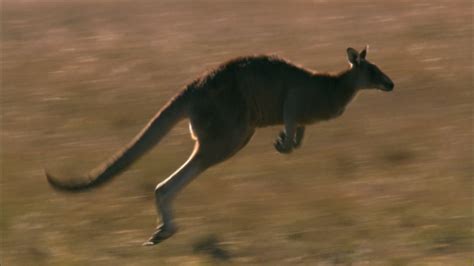 Kangaroo Mob | Marsupials: The Evolution Backstory | Nature | PBS