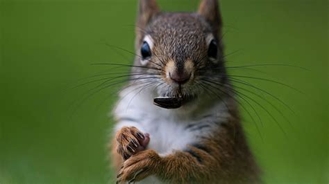 Are squirrels herbivores, carnivores or omnivores? Nature news