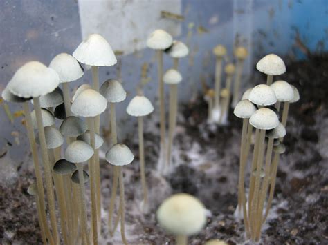 https://ultimate-mushroom.com/images/panaeolus-cyanescens-3.jpg