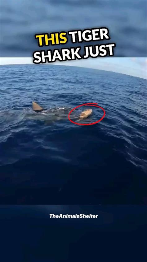 Go Dog Go Fetch Machine 的图像结果