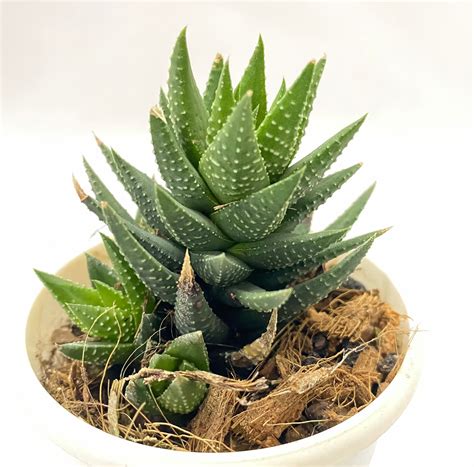 Haworthia Reinwartdi Green – Dream Green