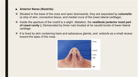 Anatomy of nose& PNS | PPTX