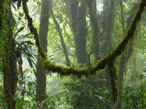 Monteverde Cloud Forest Reserve Pictures - Traveller Photos of ...