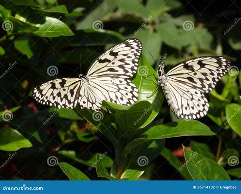 Black and White Tree Nymph Butterfly on a Shrub Stock Photo - Image of ...