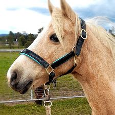 Sound Advice Horse Health | eBay Stores