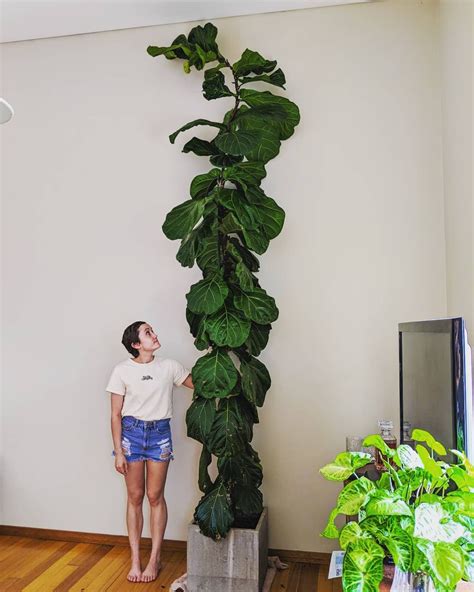 Fiddle Leaf Fig Tree Rooms