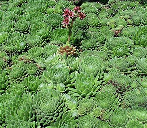 Sempervivum Seeds Montanum House Leek Aka Hens And Chickens 100 ...
