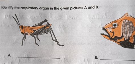 1 Identify the respiratory organ in the given pictures A and B ...