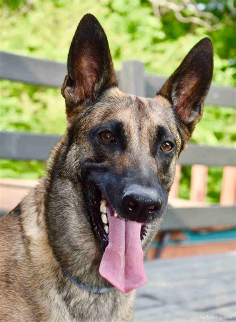 Image result for Dog Face Tutorial