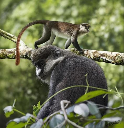 Image result for Red Thread Monkey