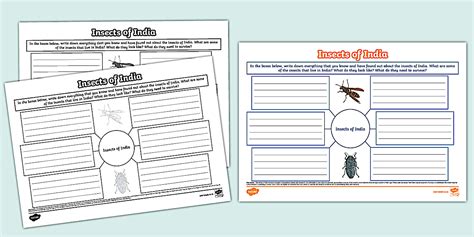 Insects of India Mind Map - Twinkl Science (teacher made)