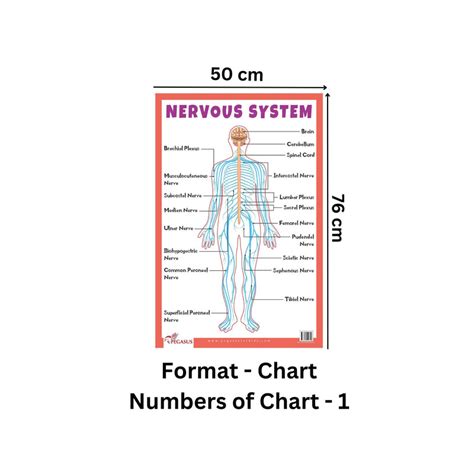 Nervous System - Thick Laminated Primary Chart — pegasusforkids