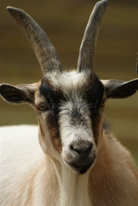 Image result for Goat Cheese Making Process