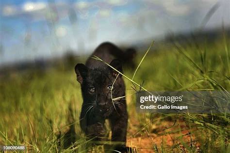 Image result for Vector Graphics Image Processing