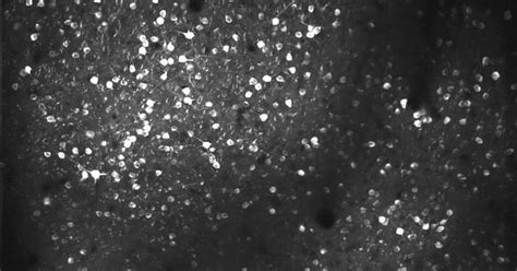 Image result for Decoding Brain Signals