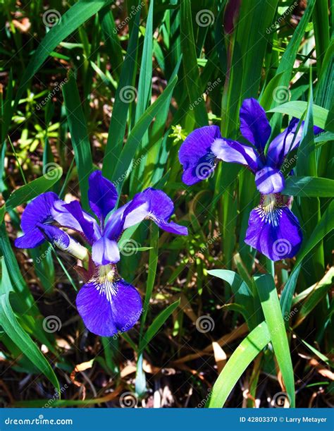 Northern Blue Flag Iris - Iris Versicolor Stock Photo - Image of iris ...