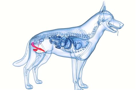 Dog Smegma: Causes & How to Get Rid of It