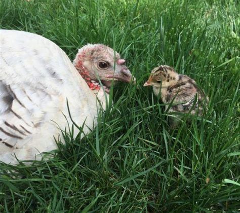 Image result for Turkey Brooder