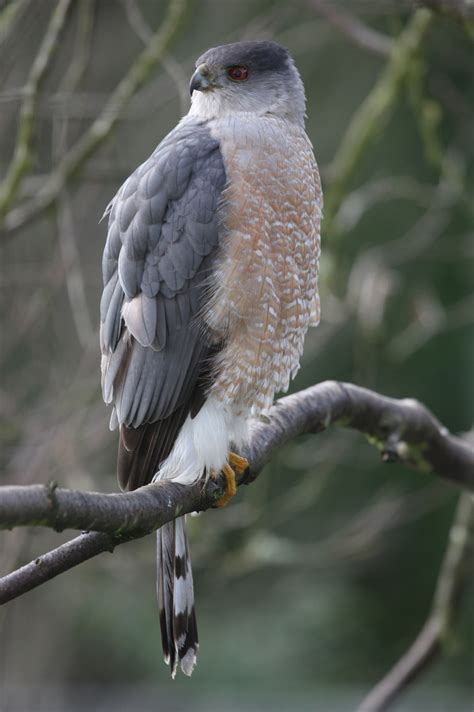 Pin by Ethan Dropkin on Life List: Birds | Cooper's hawk, Raptors bird ...