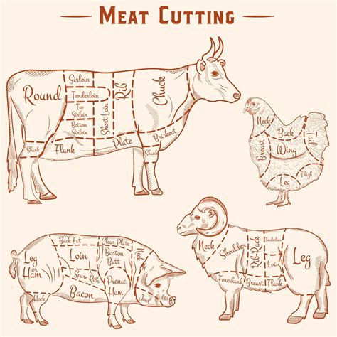 Butcher's vector diagram for cutting meat. Cows, pig, lamb and chicken ...