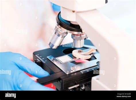 Image result for Using a USB Microscope to Study Mushrooms