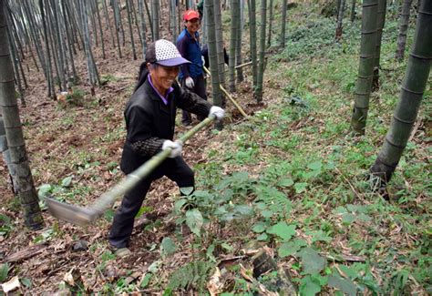 林地权属争议，可否直接向法院提起侵权之诉_澎湃号·政务_澎湃新闻-The Paper