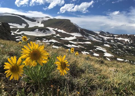 Mountain Wildflowers