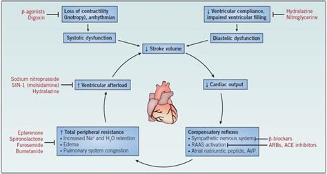 Image result for Heart Failer Compensatory Processes