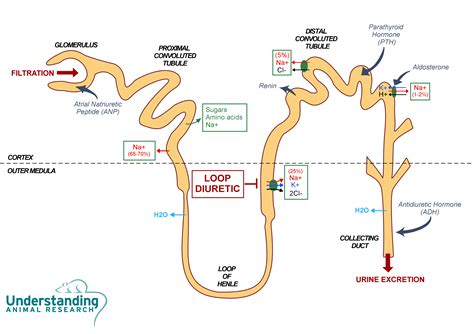 Furosemide And Kidney Failure - New Insights into Diuretic Use in Patients with Chronic Renal ...