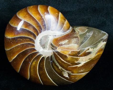 Large 3.01" Nautilus Fossil - 110 Million Years Old (#6411) For Sale ...