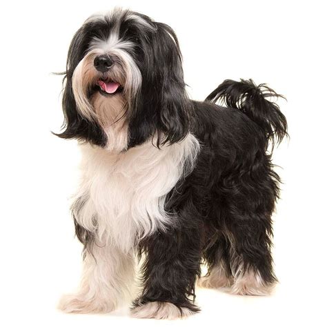Tibetan Terrier Dog Breed Information | Purina UK