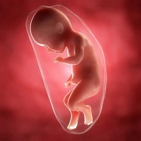 胎儿畸形最喜欢出现在这个月份，孕妈只要熬过去就轻松了|孕期知识|糖糕妈妈育儿网