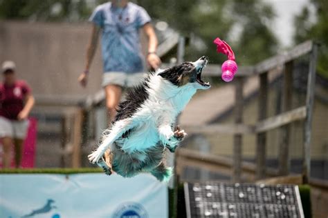 Image result for Dock Diving Dogs