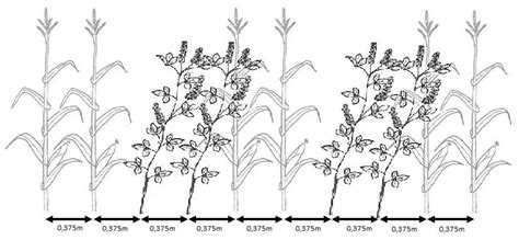 Possibilities of Using White Sweetclover Grown in Mixture with Maize ...