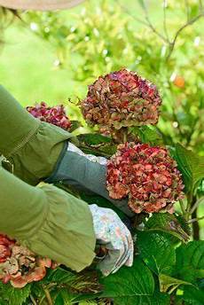 tailler les hortensias photos taille des hortensias tout savoir conseils en vid 233 o tailler les hortensias photos taille des hortensias tout savoir conseils en vid 233 o
