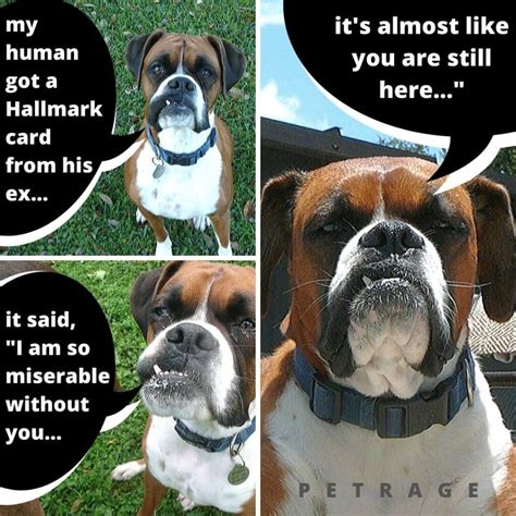 Funny - Sarcastic - Shocking Dog Memes