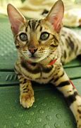 Image result for Really Cute Baby Kittens